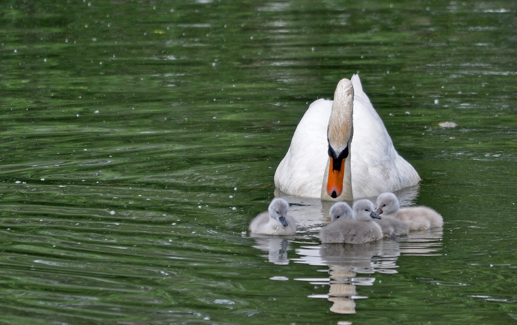 Déjà sur l'eau.