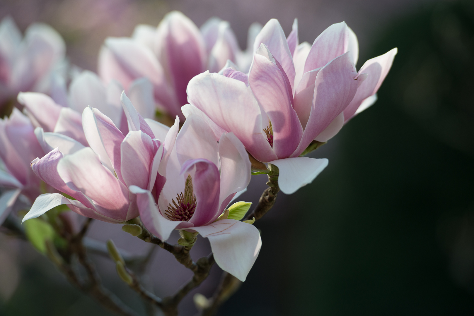 Déjà vu ... ein bisschen Frühling darf's schon sein!