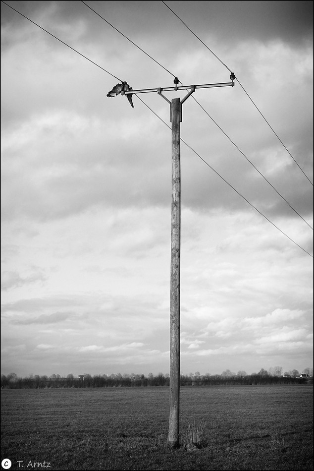 Deja Vu...ein toter Vogel kommt vorbei und stirbt