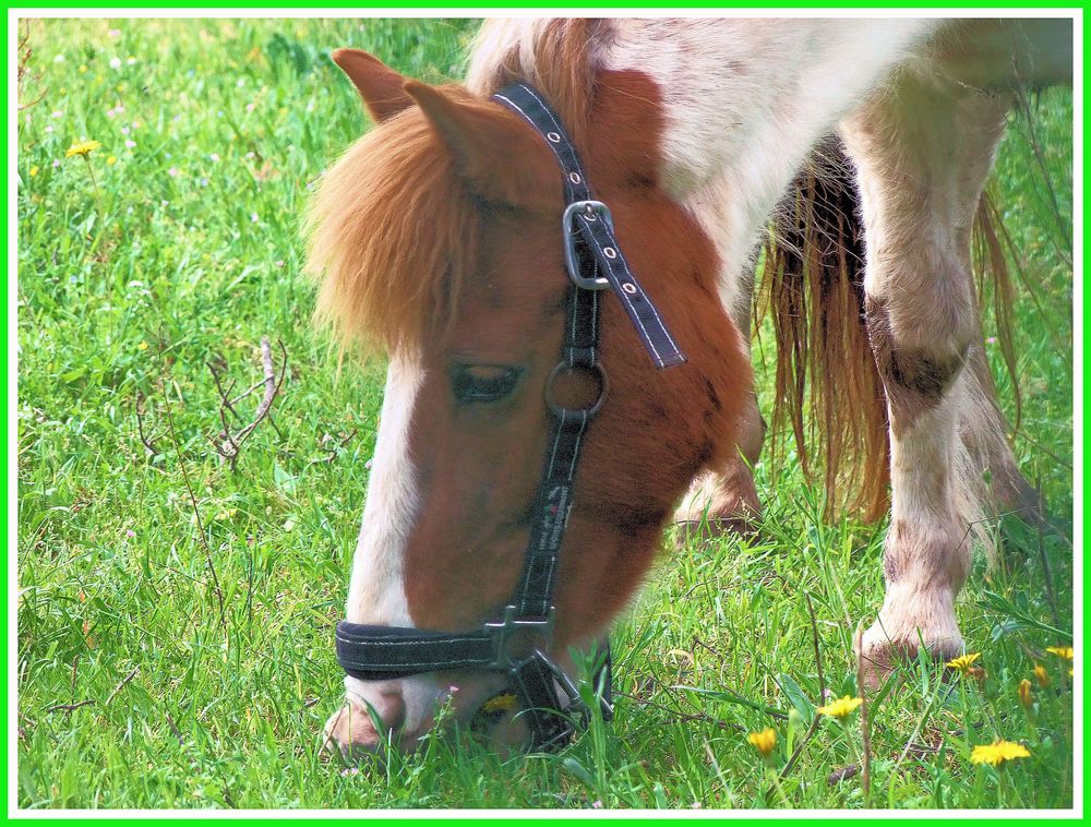 Déjeûner sur l'herbe...