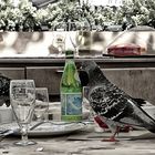 Déjeuner à Venise avec des pigeons