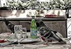 Déjeuner à Venise avec des pigeons