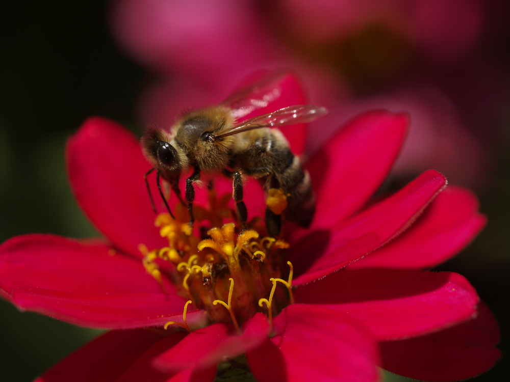 Déjeuner d une abeille