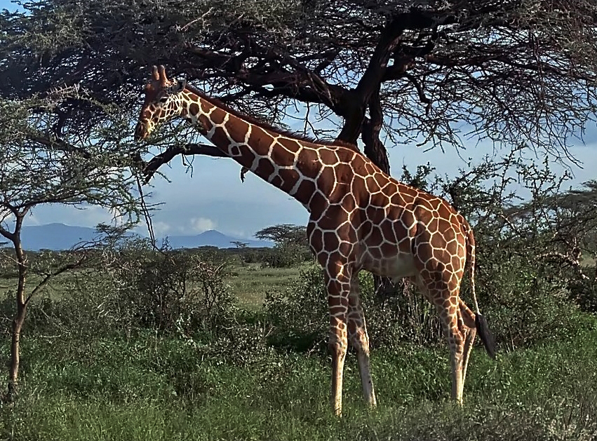 dèjeuner d une girafe rèticulèe, kenya, samburu