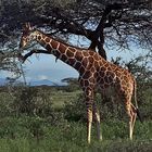 dèjeuner d une girafe rèticulèe, kenya, samburu