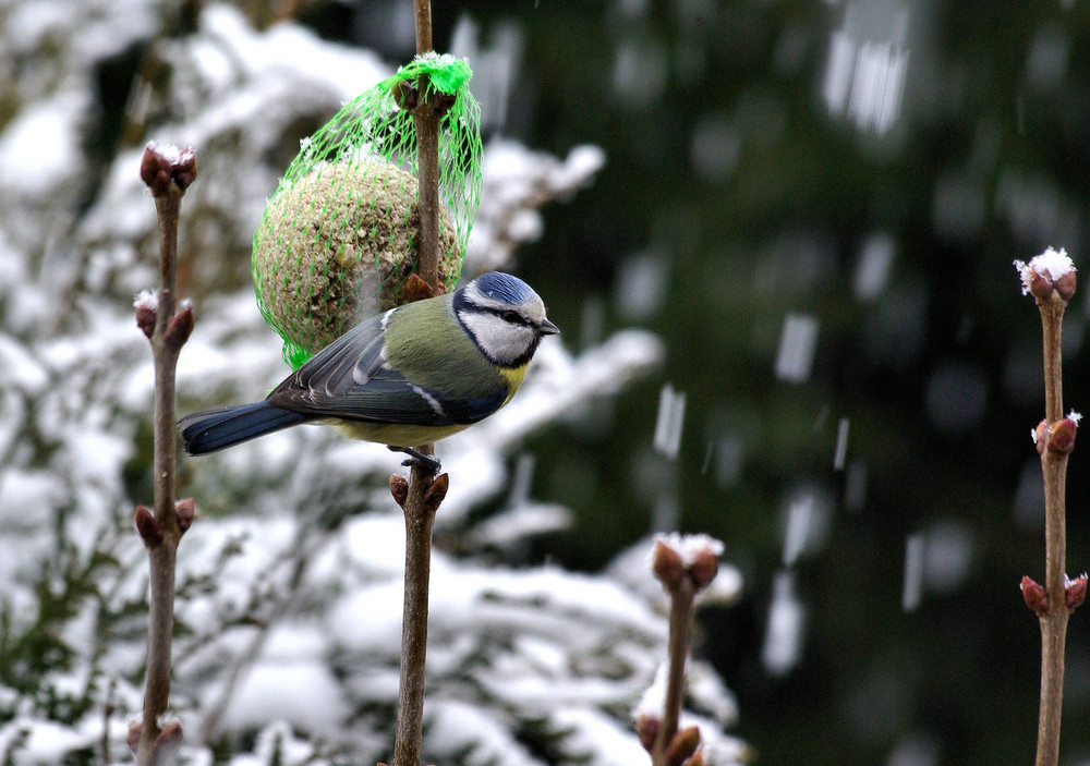 Déjeuner sous la neige