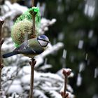 Déjeuner sous la neige