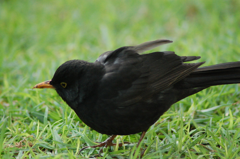 Dejeuner sur l'herbe