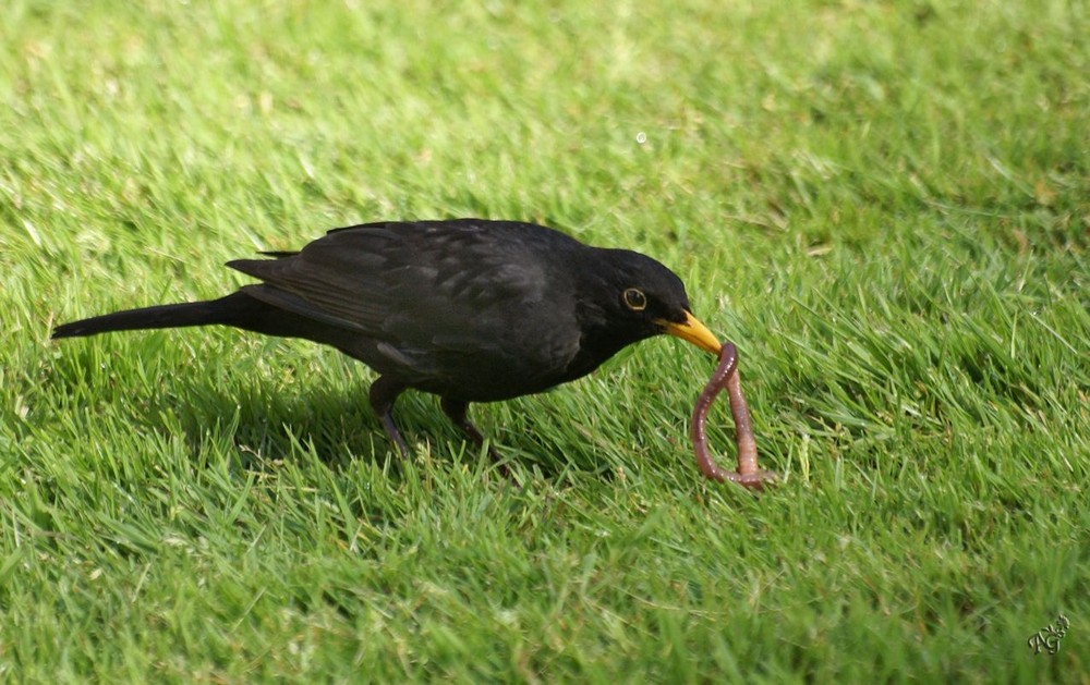 Déjeuner sur l'herbe .....