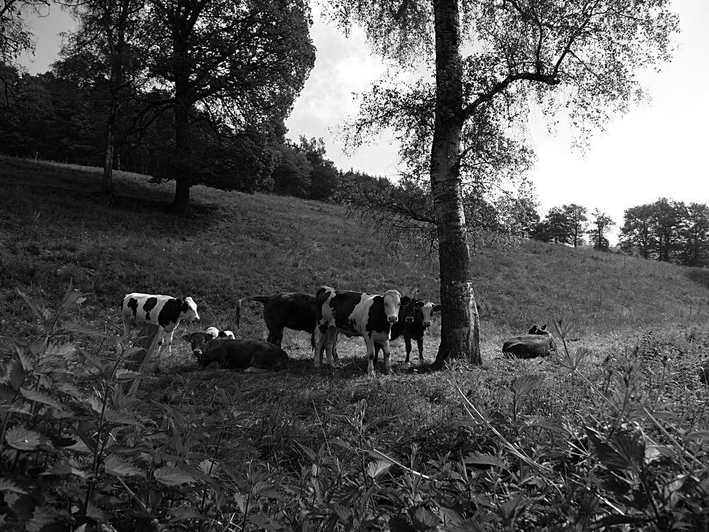 Déjeuner sur l'herbe