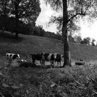 Déjeuner sur l'herbe