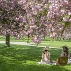 Déjeuner sur l'herbe