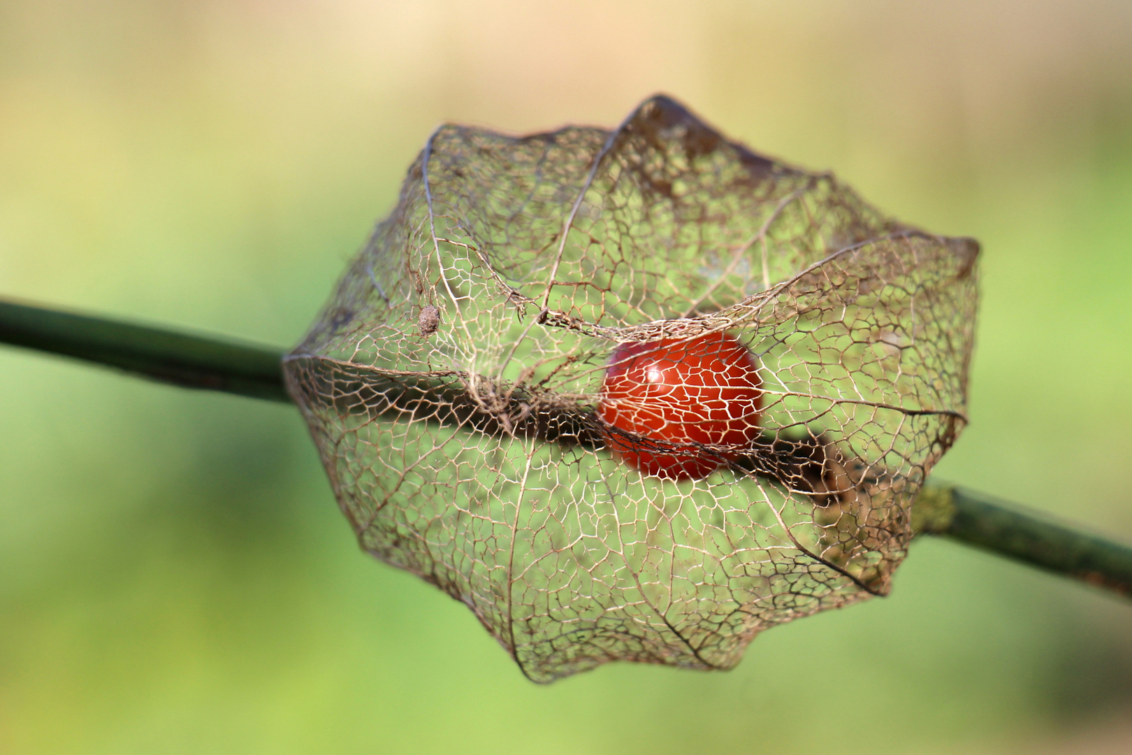 Deko Physalis