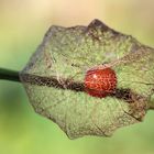 Deko Physalis