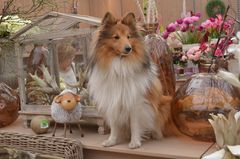 Dekoartikel Muster Sheltie