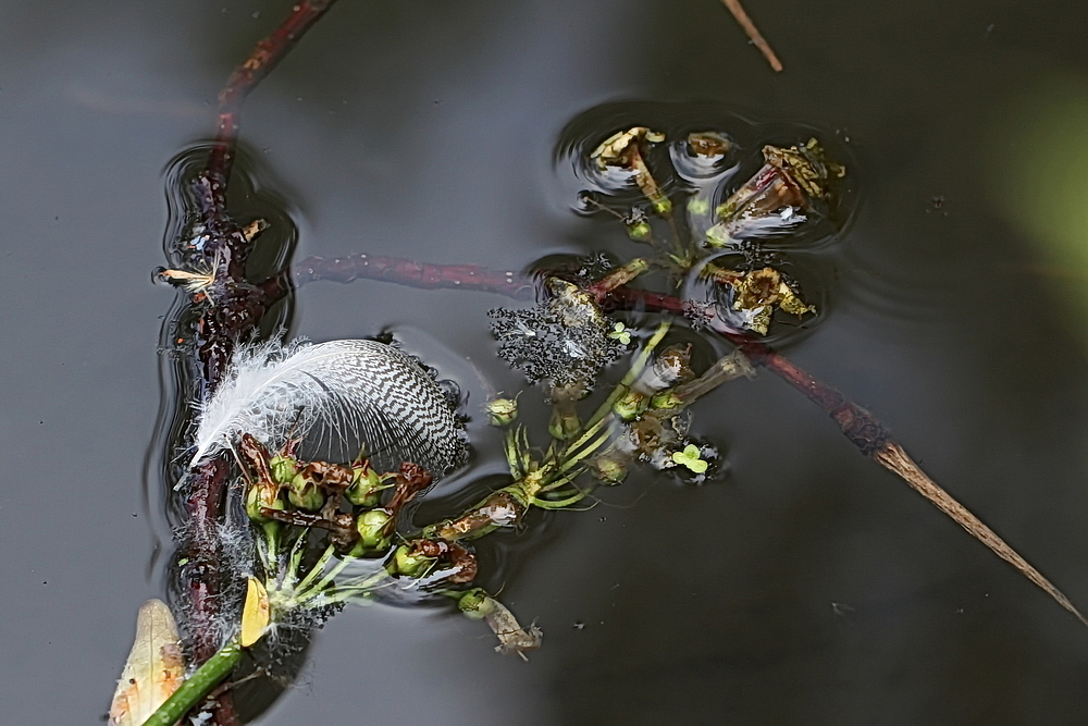 Dekoration auf dem Wasser