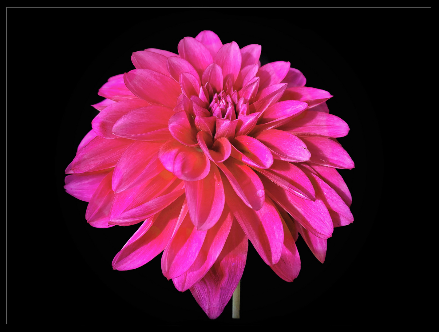 Dekorative Dahlie pink - 17 -