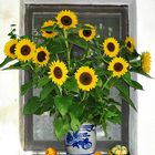 "Dekorative Sonnenblumen"