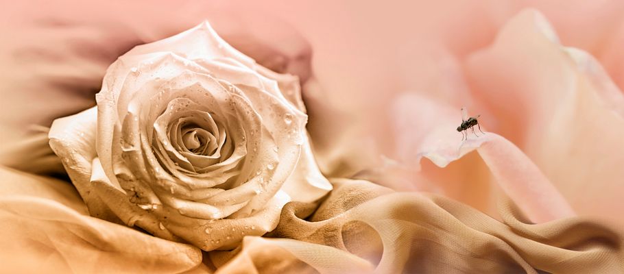 del amarillo al rosa, un visitante