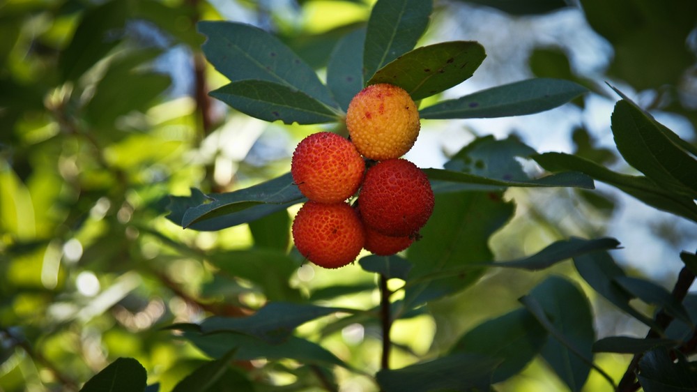 Del color de la naturaleza: madroño.