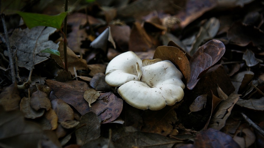 Del color de la naturaleza: Setas.