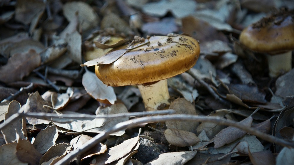 Del color de la naturaleza: setas2.