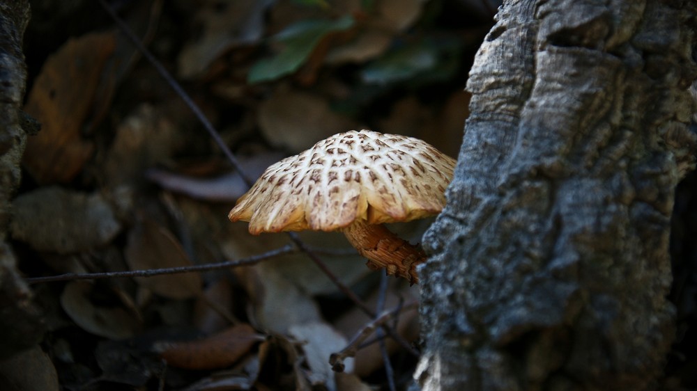 Del color de la naturaleza: Setas3.