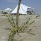 Del Desierto,,su sombra al viento... su hijo el huaranguito... el engreido.