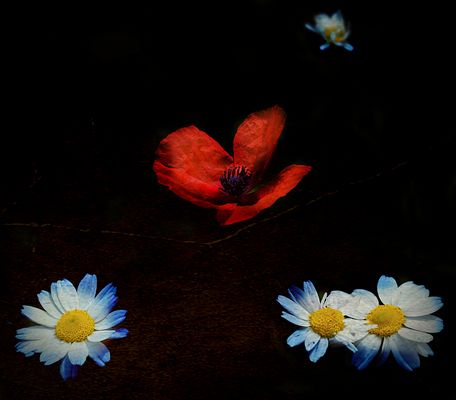 "Del maggio odoroso è la rossa nota ..."