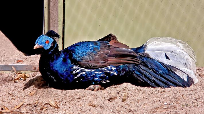 Delacour's fireback pheasant