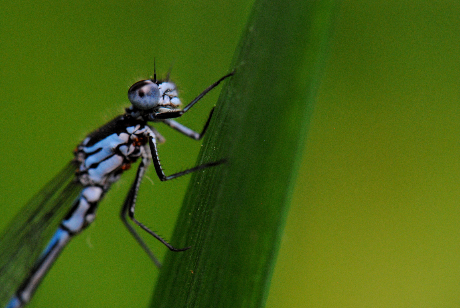 ~ Delayed departure: Mr. Bat and blind passengers ~ (Coenagrion pulchellum, juvenil, m)