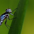 ~ Delayed departure: Mr. Bat and blind passengers ~ (Coenagrion pulchellum, juvenil, m)