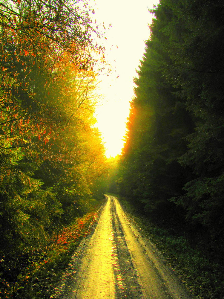 Deleker Weg im Arnsberger Wald bei Hüsten