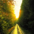 Deleker Weg im Arnsberger Wald bei Hüsten