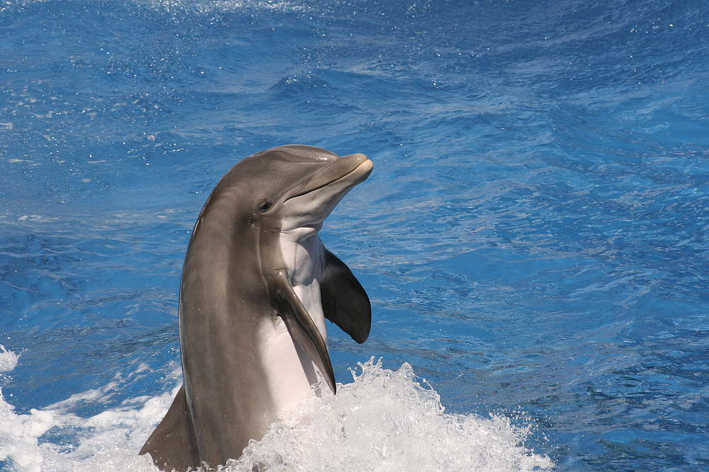 Delfin Foto & Bild | tiere, zoo, wildpark & falknerei, säugetiere
