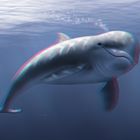 Delfin - 2D zu 3D Umwandlung