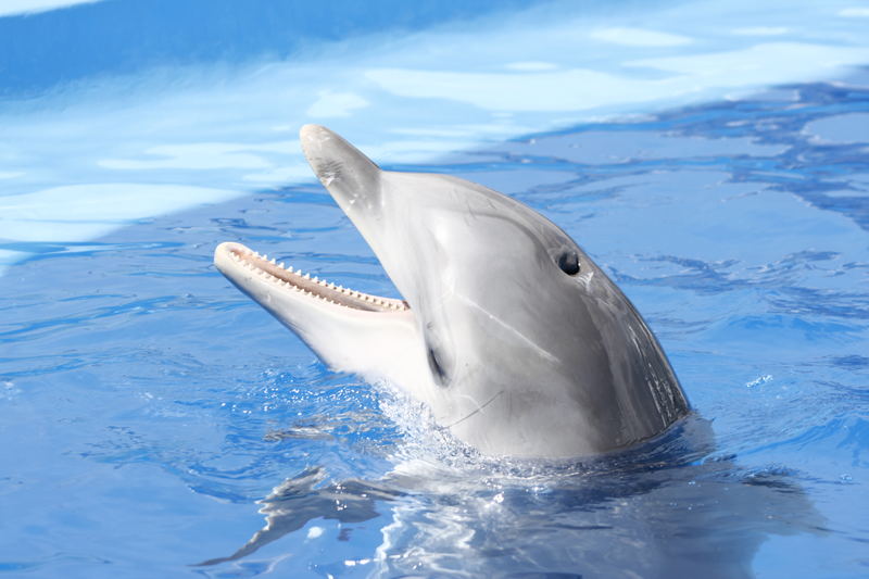 delfin