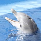 delfin