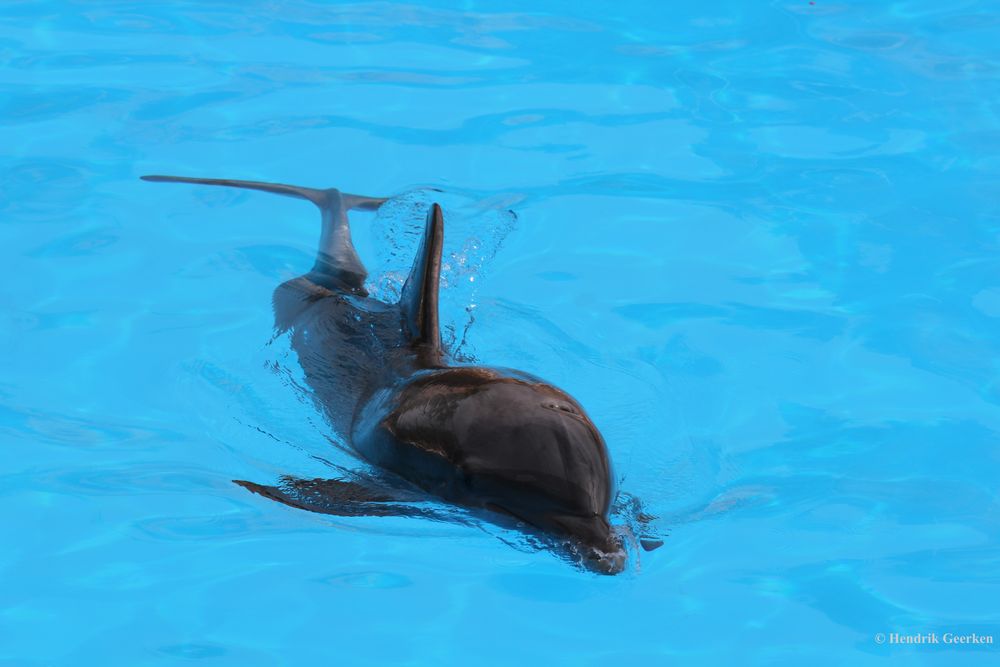 Delfin Foto & Bild | tiere, zoo, wildpark & falknerei, säugetiere ...