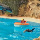 Delfin-Aktion im Freizeitpark Loro Parque Tenerife