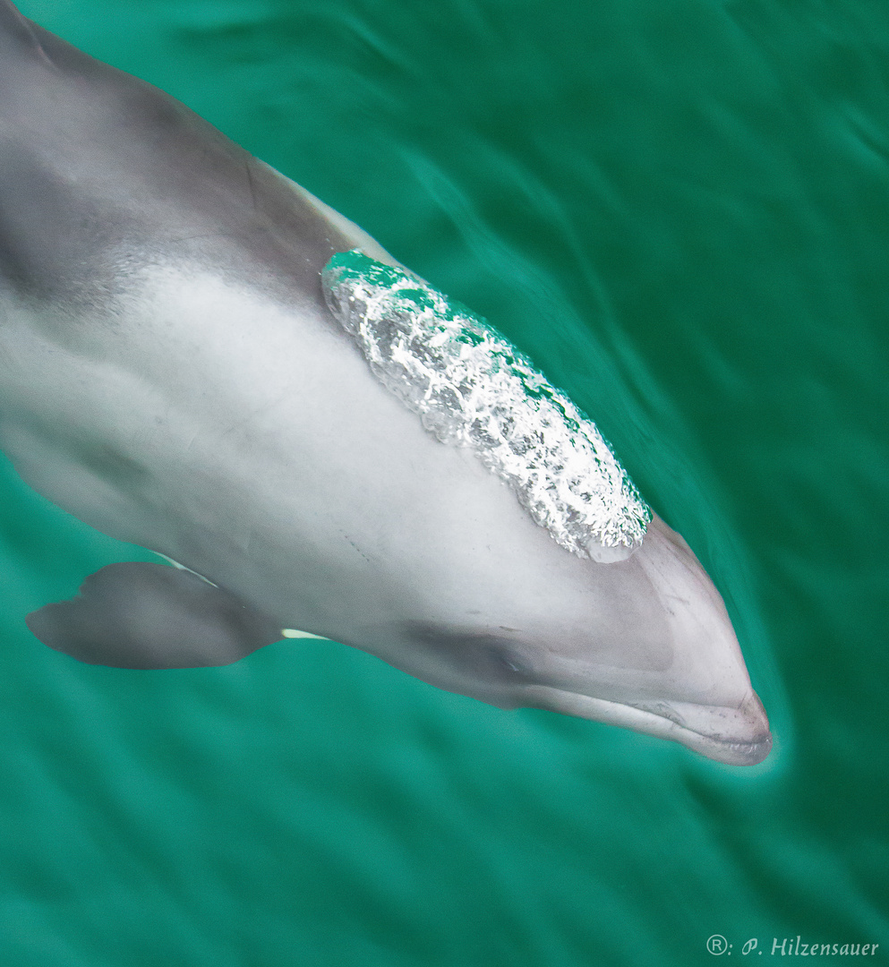 Delfin an der Küste von Swakopmund