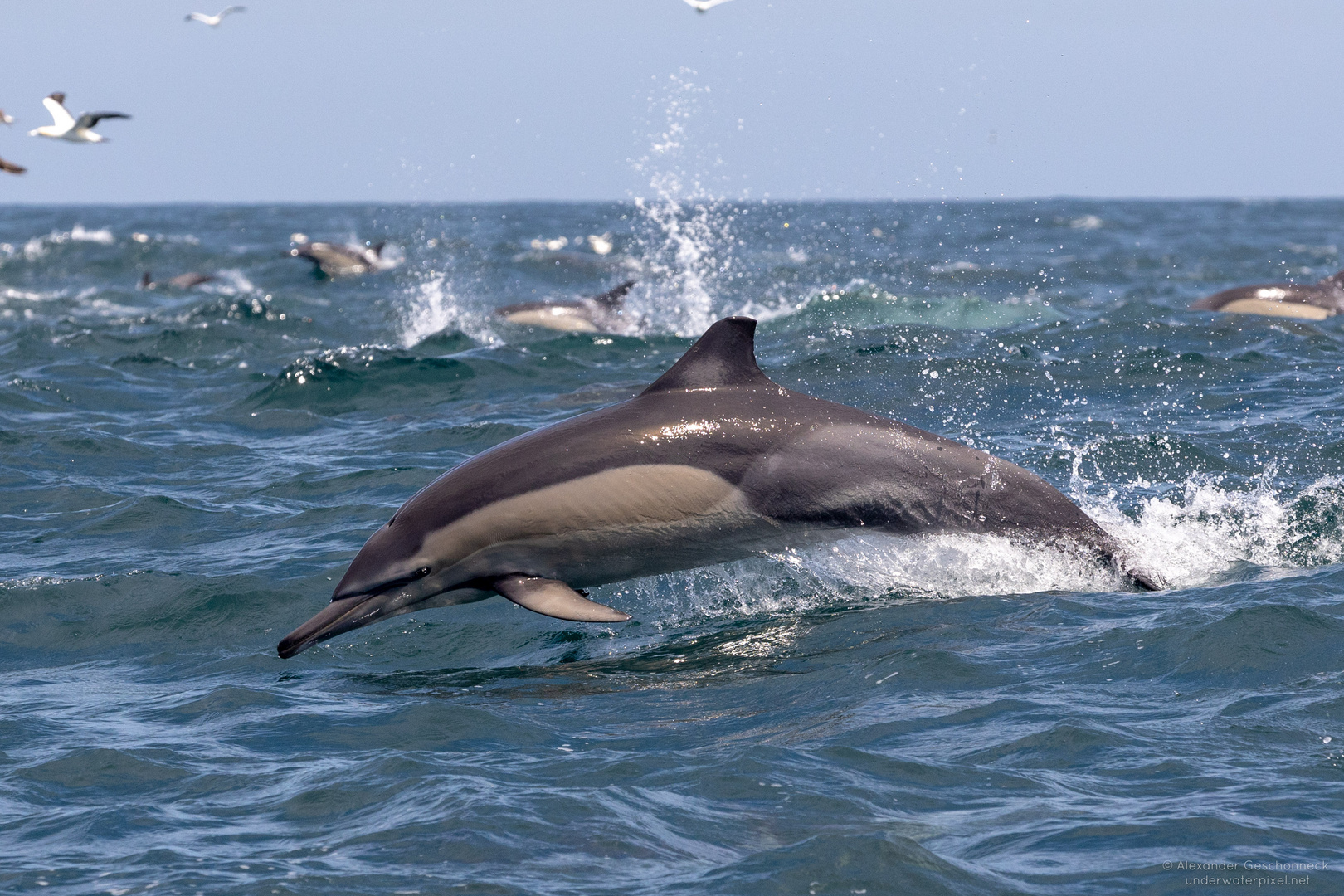 Delfin auf der Jagd