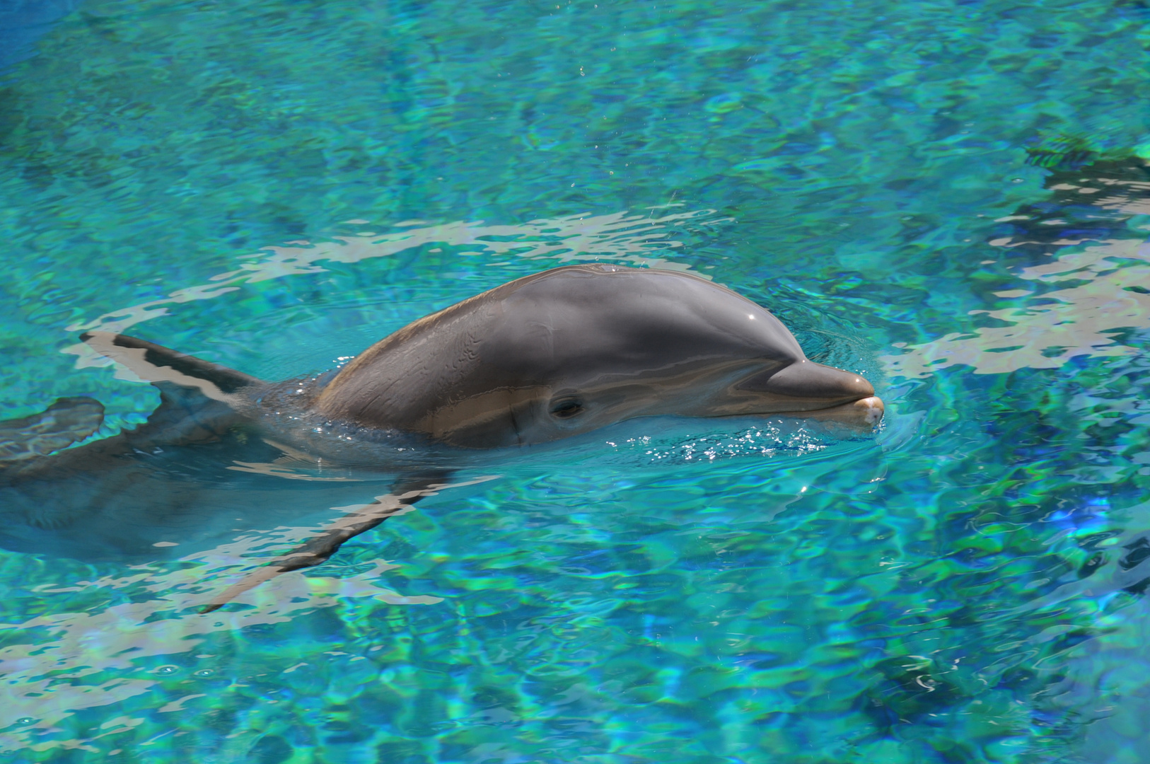 Delfin