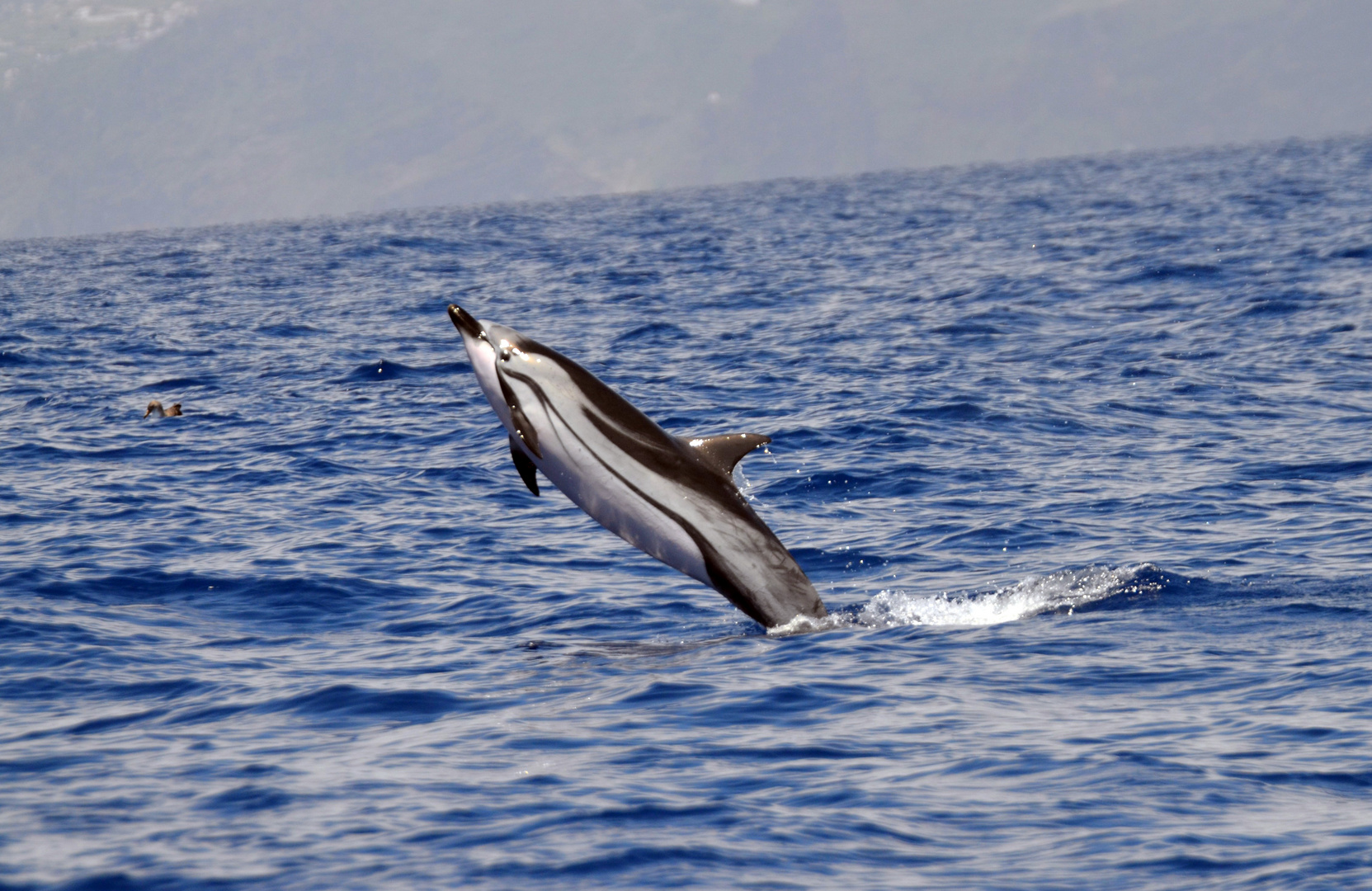 Delfin bei der Jagd