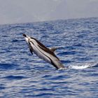 Delfin bei der Jagd