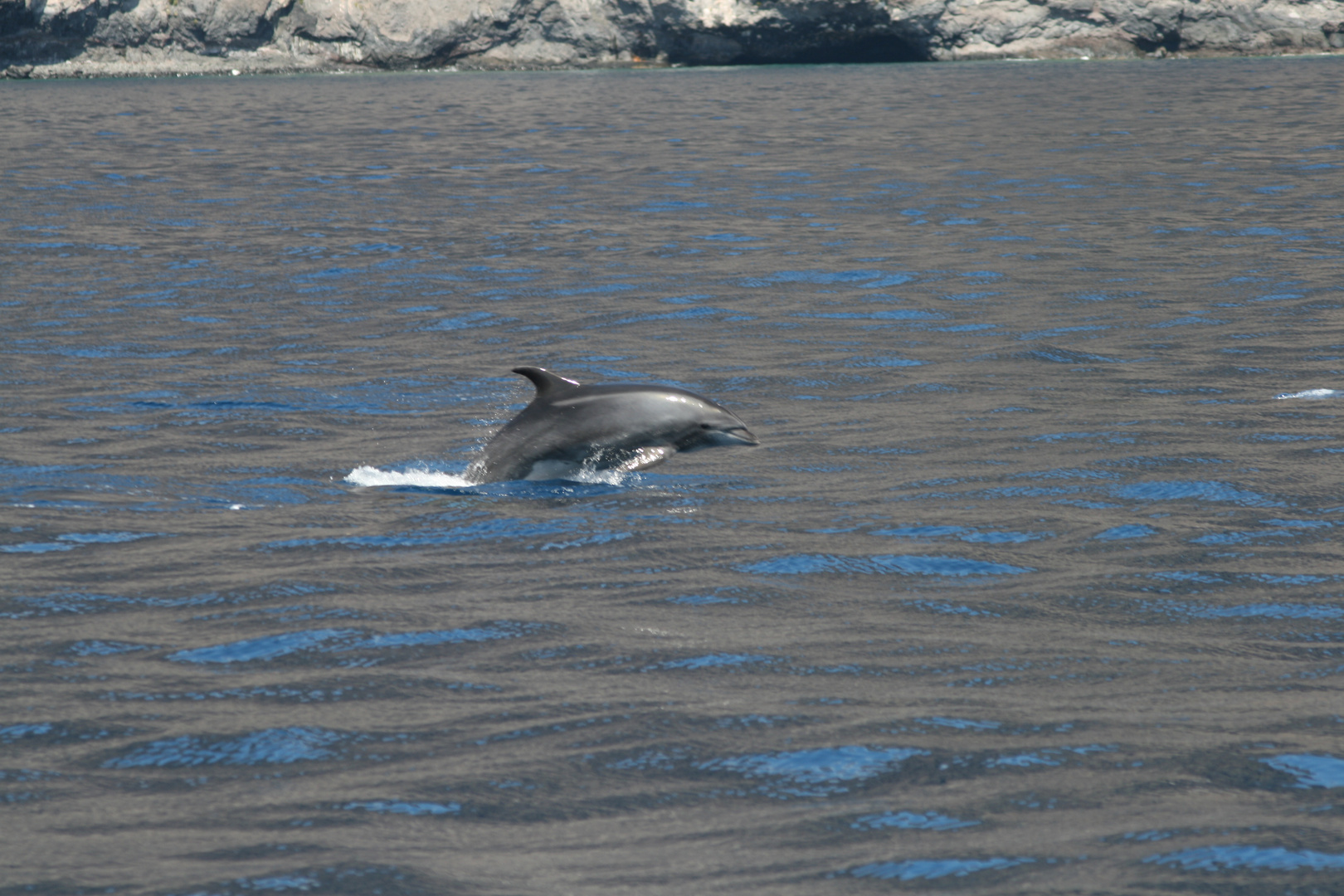 Delfin bei Los Gigantes