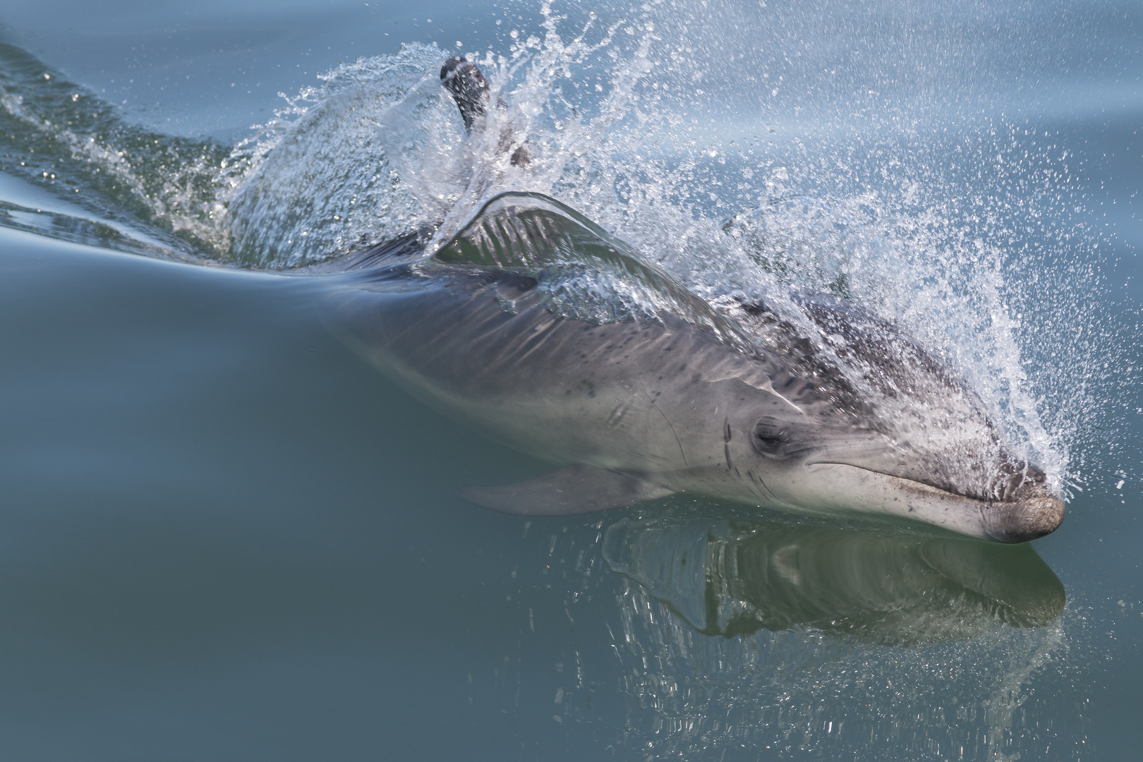 Delfin beim auftauchen