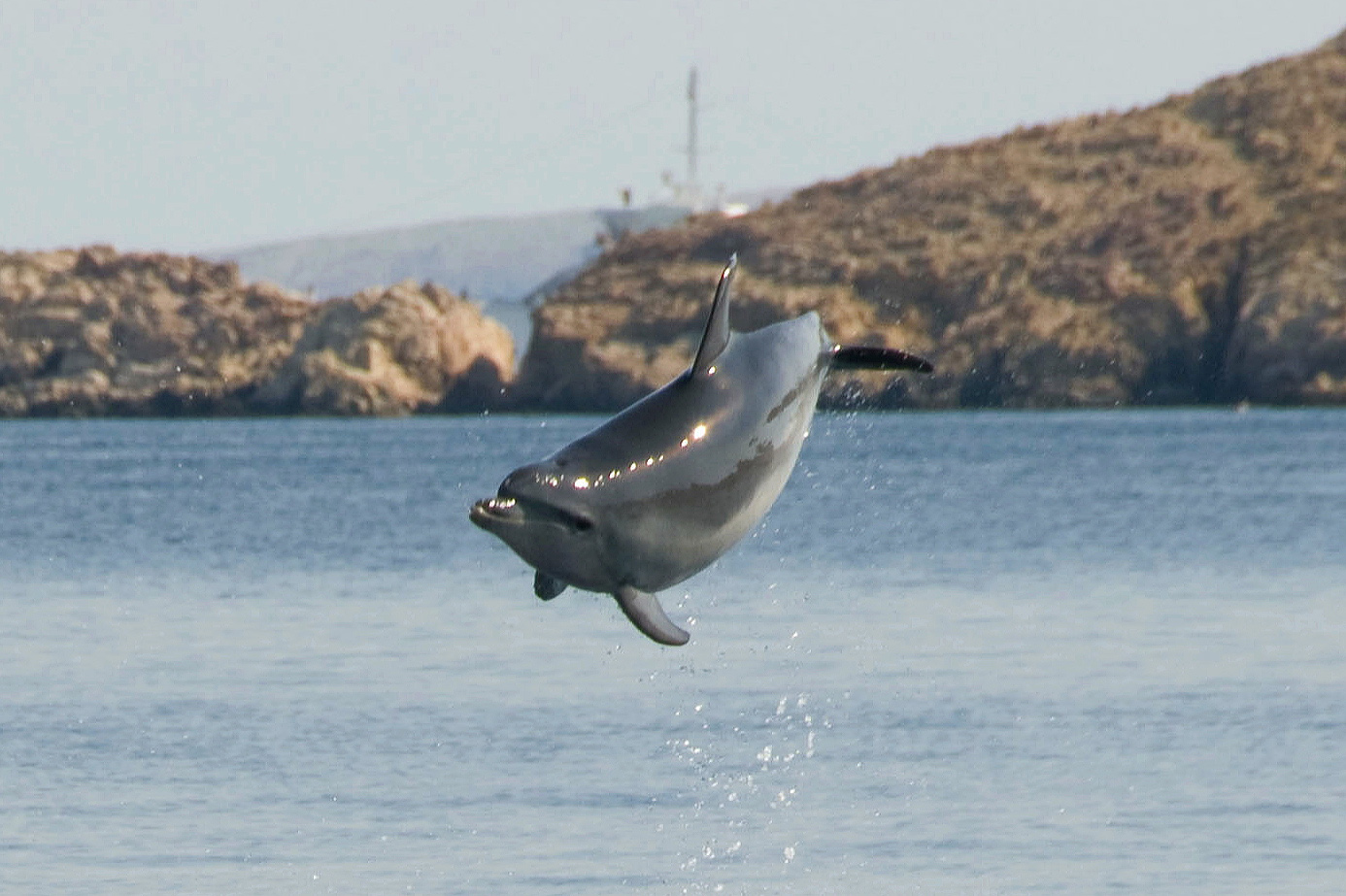 Delfin beim Salto