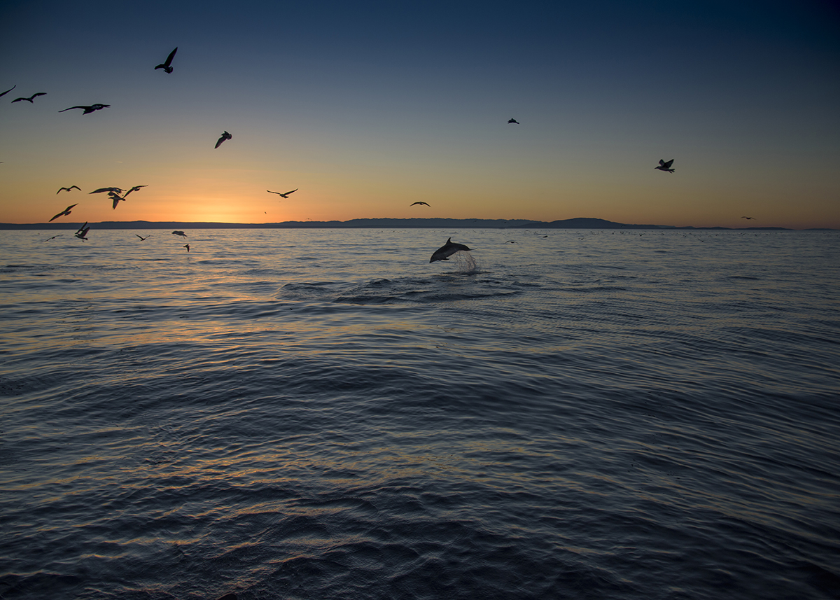 Delfin beim Sonnenaufgang