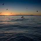 Delfin beim Sonnenaufgang